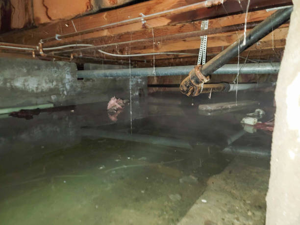 Best Water damage contractors near me  in Burlington, KY
